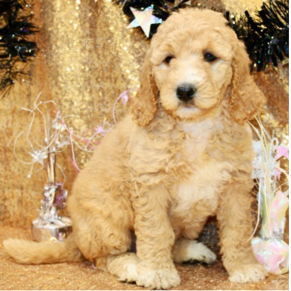 štěňata Goldendoodle k dispozici
