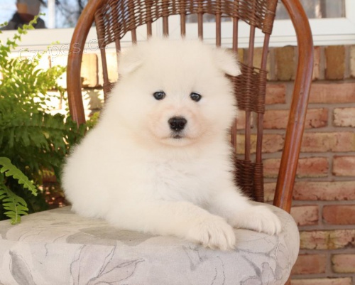štěňata Samojed k dispozici