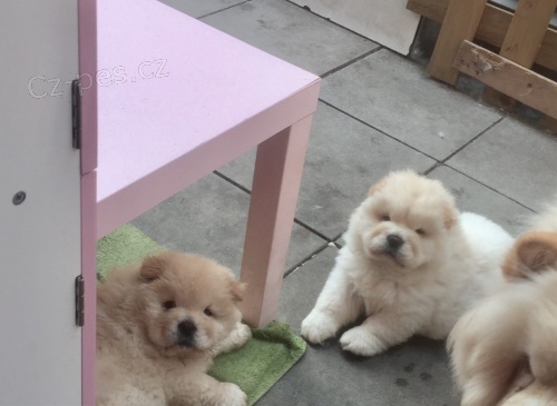 Chow chows (Cau cau)   , záznamy veterináře a 1yr záruka genetického zdraví.