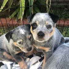Australský puntíkatý(stumpy TailCattle dog ) ocasní dobytek štěňata k adopci