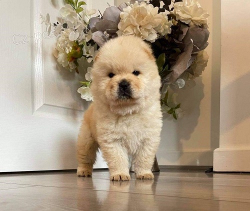 Chow Chow štěňata..
