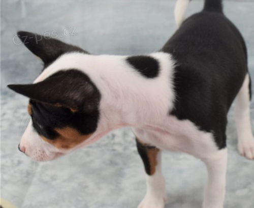 štěňata basenji
