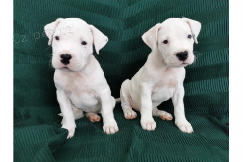 Krásná a rozkošná štěňátka argentinské Dogo k adopci. 