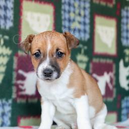 Jack Russell štěňata k dispozici.