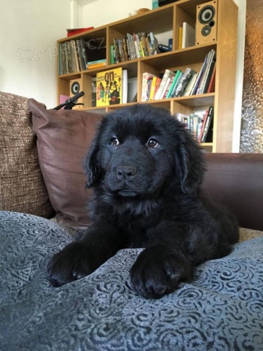 Newfoundland štěňata.