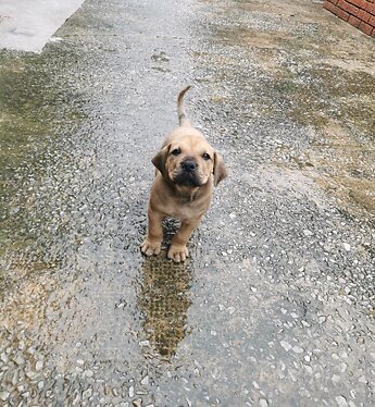 Bullmastiff štěňata.