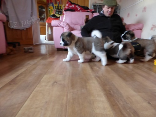Prodám Akita inu