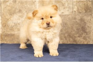 Chow Chow štěňata.