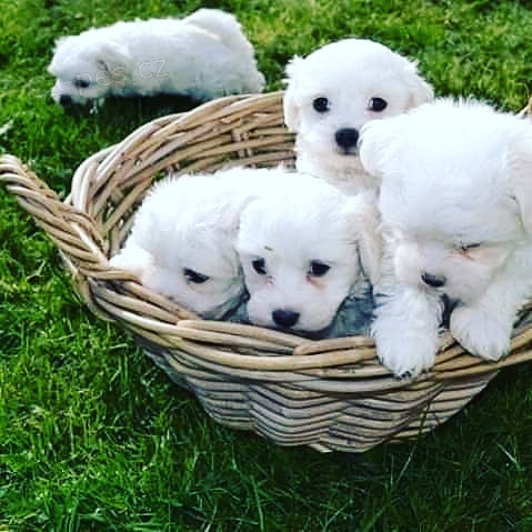 AKC mini maltézská štěňata
