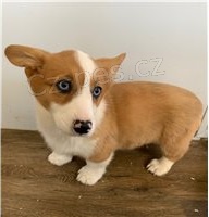 Welsh Corgi Cardigan Štěňata.