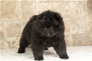 Roztomilá štěňata Chow Chow.