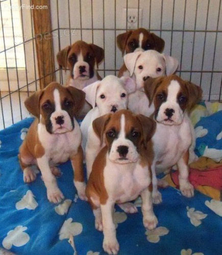 Německý boxer štěňata k ADOPCI