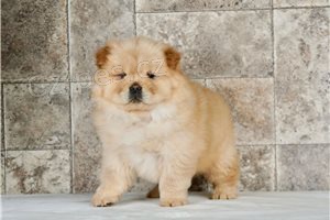 Inteligentní štěňata Chowchow.