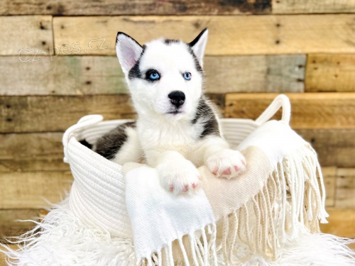 štěňátka sibiřského husky pro adopci. kontakt pro více informací a obrázků