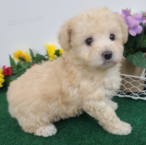 zdravá a očkovaná štěňata pudla k adopci