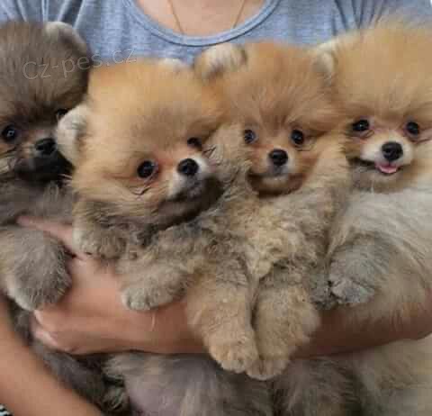 miniaturn tata pomeranian na prodej. 