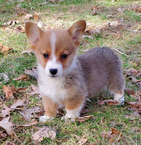Prodám štěňata Pembroke Welsh Corgi.
