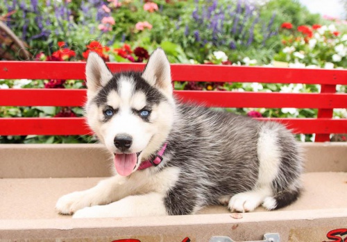 štěňata Sibiřský husky k dispozici