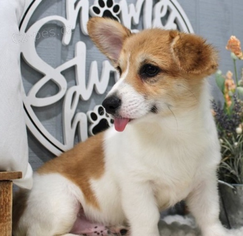 Roztomilá štěňata Corgi, Pembroke Welsh