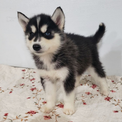 štěně sibiřského huskyho k adopci. Štěňátka jsou všechna odčervená, očkovaná a socializovaná.