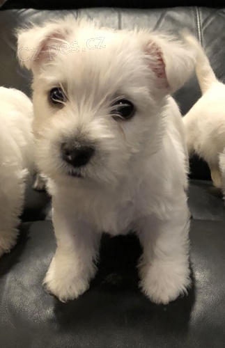 Štěňata West Highland White Terriers k adopci