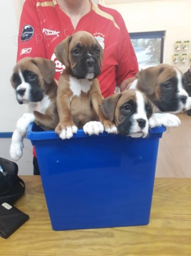 štěňata boxera k adopci