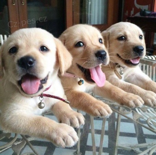 Prodám zdravá štěňata labradorského retrívra.