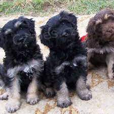 Prodám štěňata C&#227;o da Serra de Aires