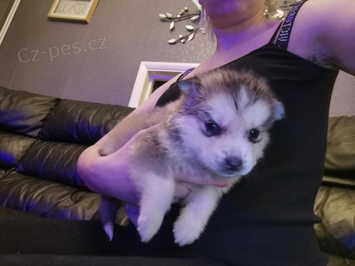 Štěňata sibiřského husky.
