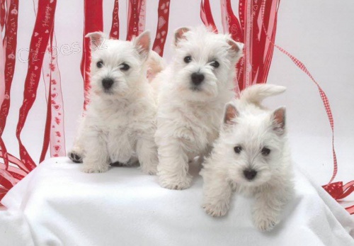 Štěňata West Highland White Terrier.