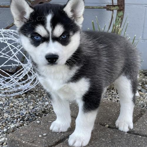 Čistokrevné štěňata sibiřského husky.