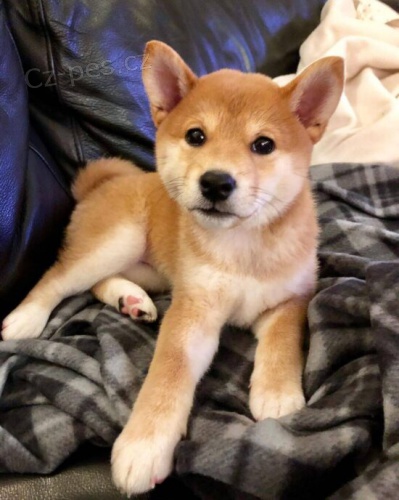 Prodám štěňata shiba inu