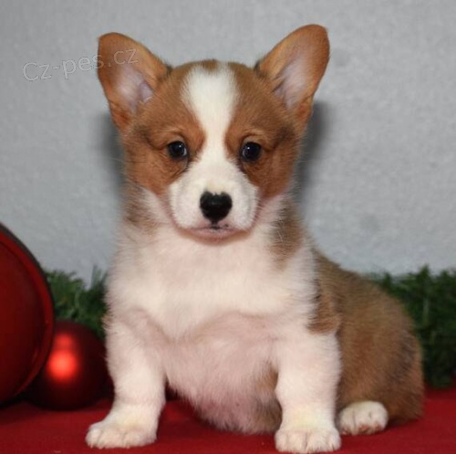Prodám štěňata Pembroke Welsh Corgi.