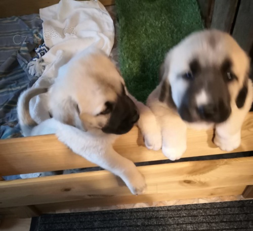 štěňata kangal hledající nové domovy
