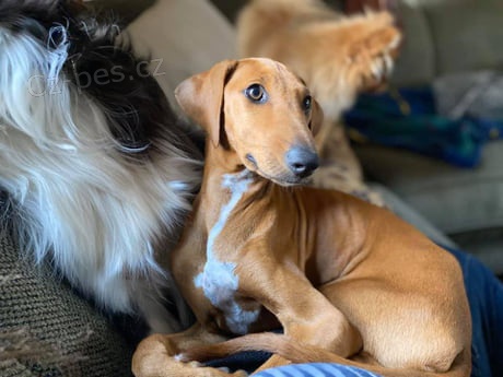 krásná azawakská  (Avazak )štěňata k adopci