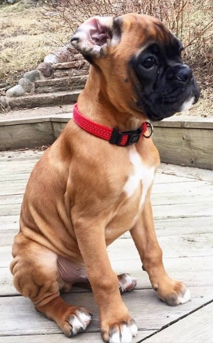 Štěňata boxerů jsou nyní k dispozici pro adopci