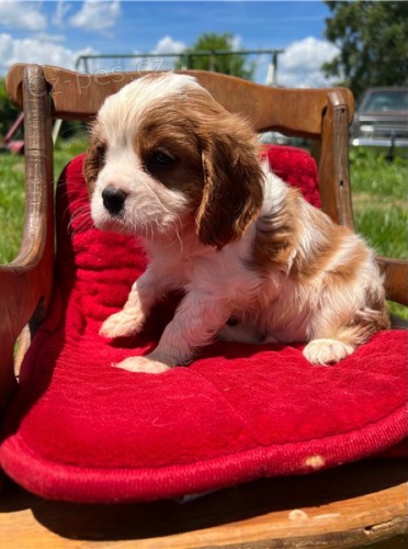 Kavalír King Charles španěl