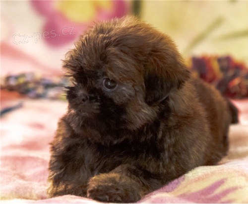 Roztomilá štěňátka shih tzu