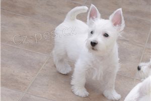 Úžasné krásné štěňátka Westie.
