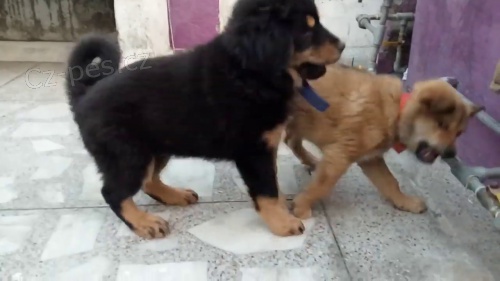 inteligentní štěňata bhotia k adopci