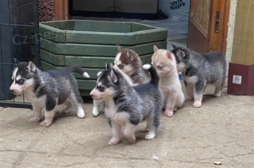 Štěňata sibiřského husky.
