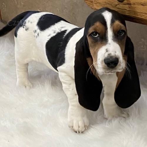 Rodokmen štěňat Basset Hound.