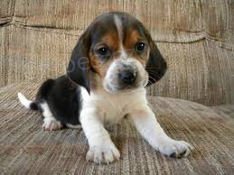 Prodm tata Bagle Hound