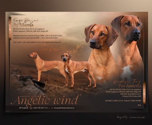 Rhodéský ridgeback štěňátka 