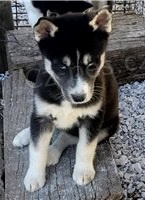 Štěňata sibiřského husky.