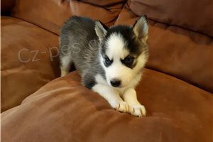 Úžasné štěňata sibiřského husky.