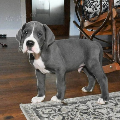 Štěňata německé dogy k adopci.