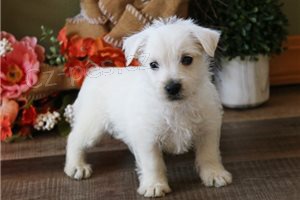 Krásná štěňátka Westie.