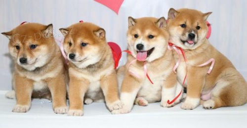 Prodám očkovaná štěňata shiba inu