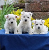 Štěňata West Highland White Terrier.